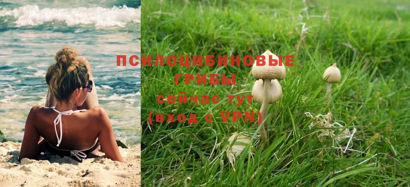 Псилоцибиновые грибы Magic Shrooms  цена наркотик  Великие Луки 